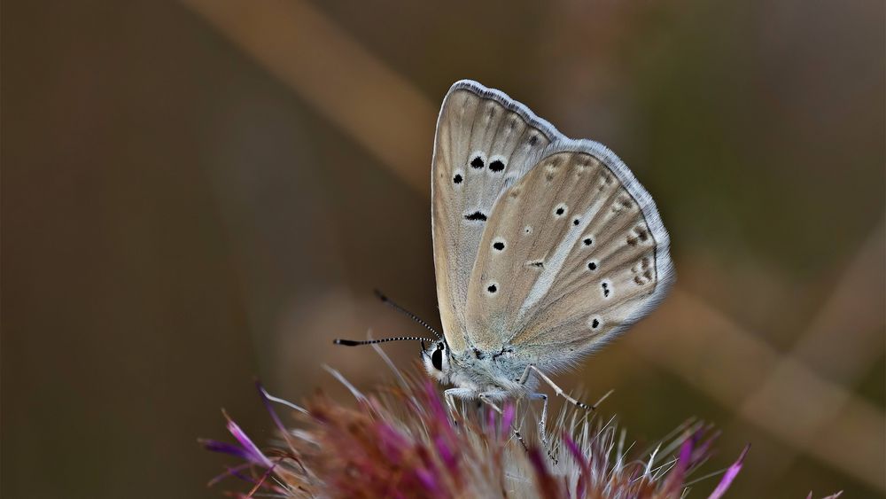Polyommatus lycius Foto & Bild makro, natur, macro Bilder auf