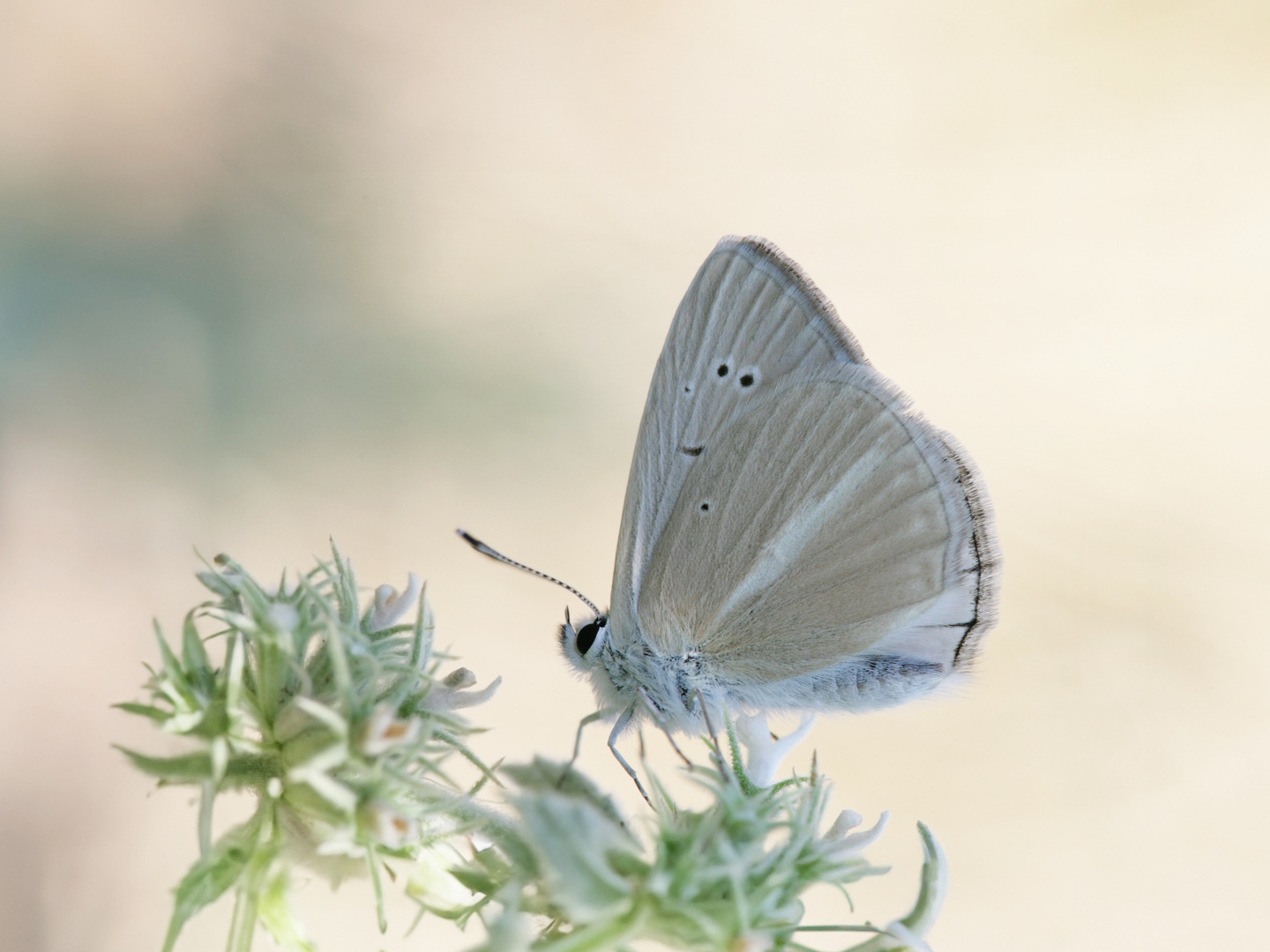 Polyommatus menalcas » Turkish Furry Blue