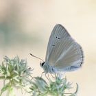 Polyommatus menalcas » Turkish Furry Blue