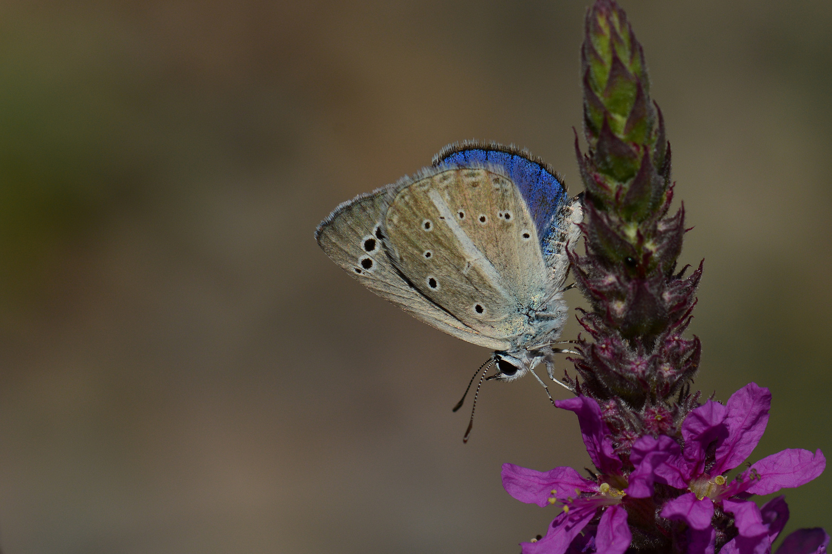 Polyommatus merhaba