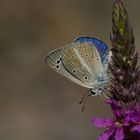 Polyommatus merhaba