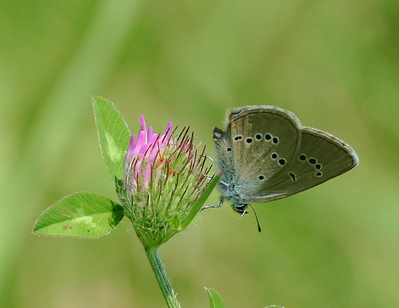 Polyommatus semiargus