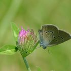 Polyommatus semiargus