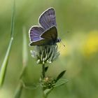 Polyommatus semiargus