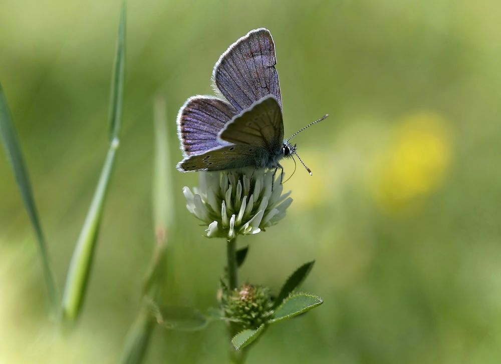 Polyommatus semiargus