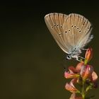 Polyommatus semiargus » Mazarine Blue