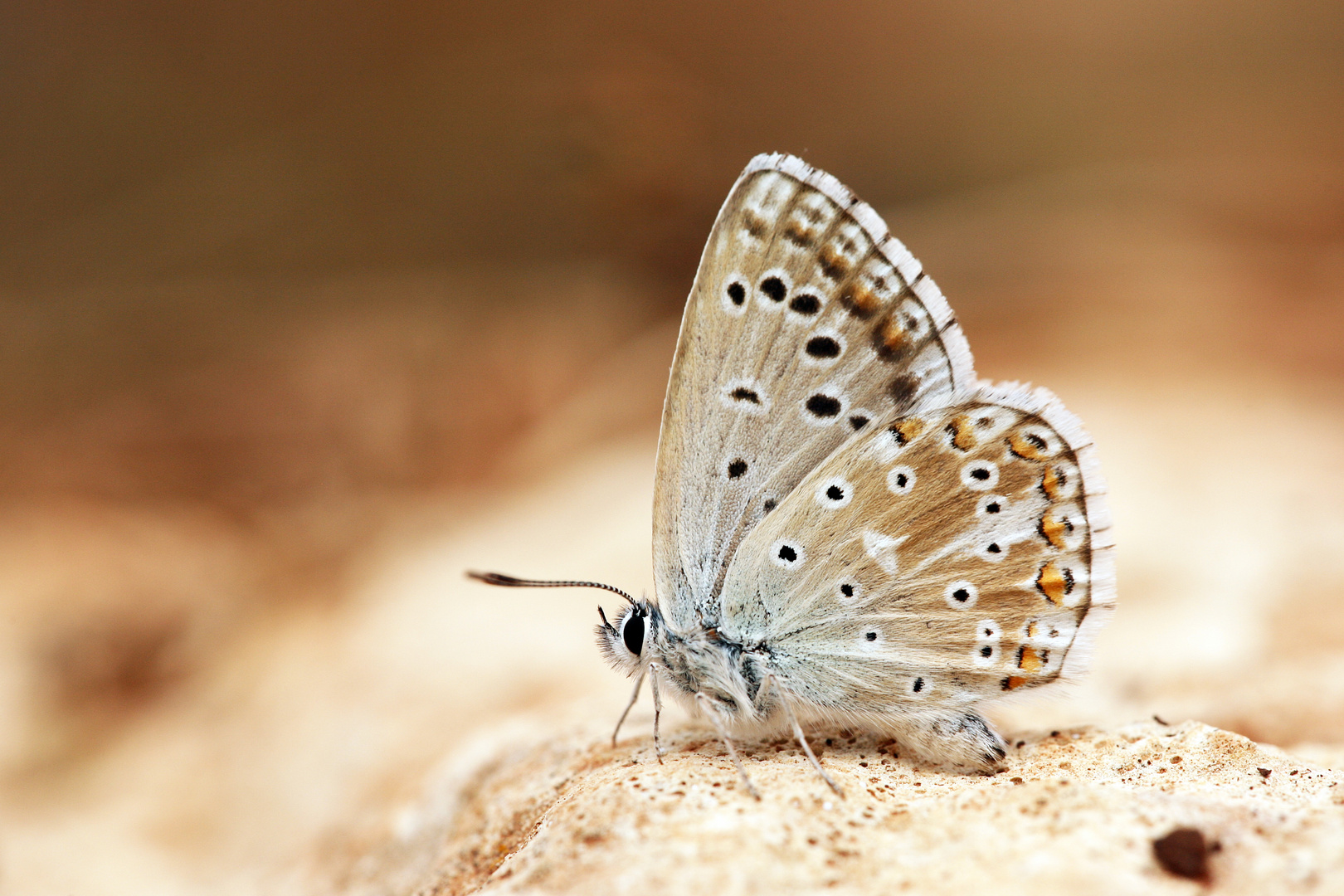 Polyommatus syriaca