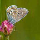 Polyommatus thersites