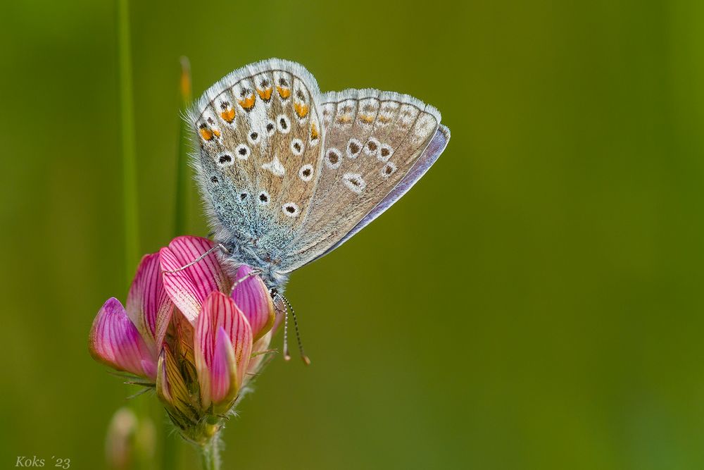 Polyommatus thersites