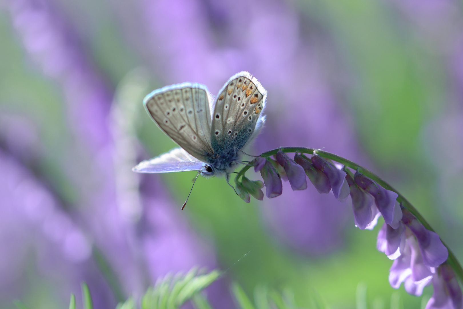 Polyommatus thersites/ icarus 18.05.2022