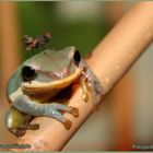 Polypedates dennysii - Chinesischer Riesenflugfrosch