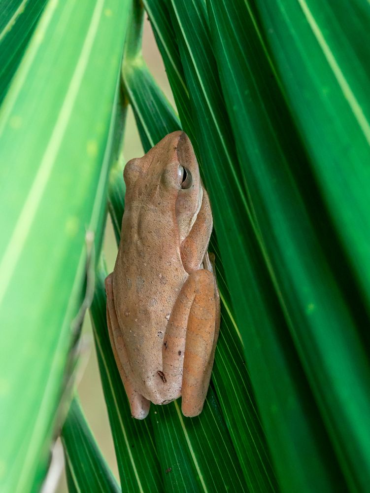 Polypedates leucomystax