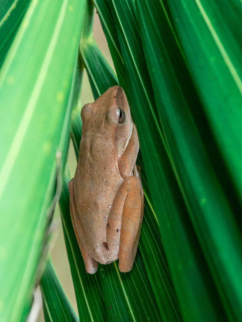 Polypedates leucomystax