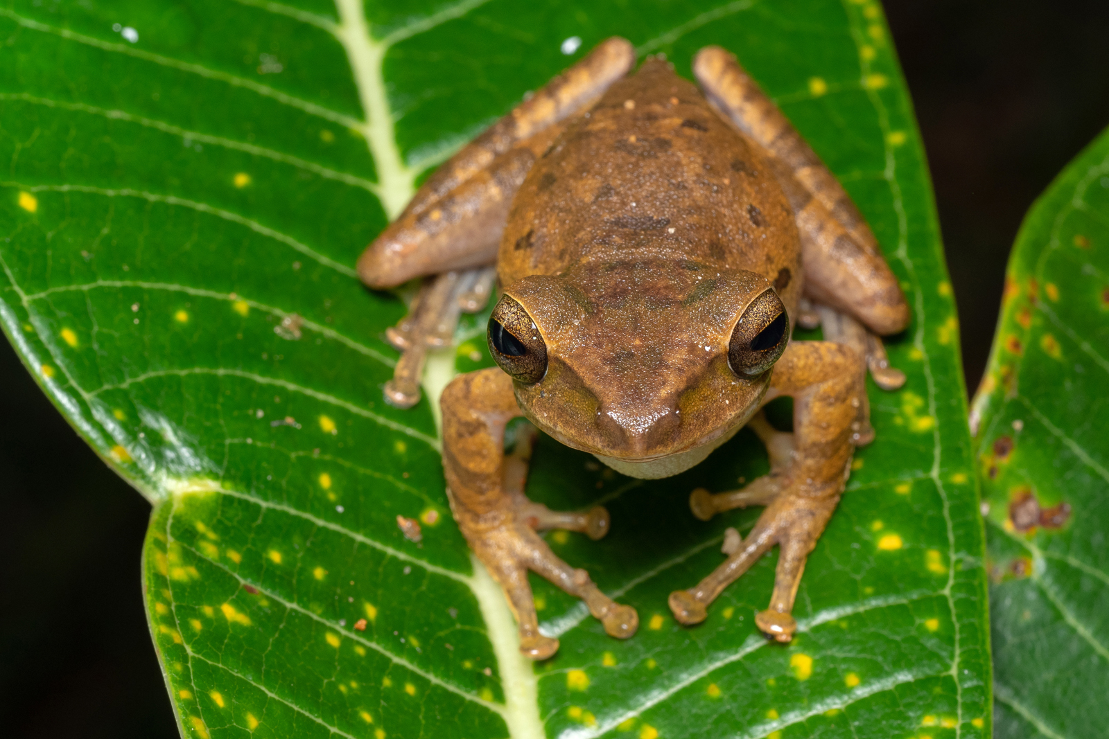 Polypedates leucomystax 