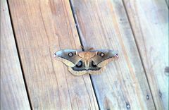 POLYPHEMUS MOTH