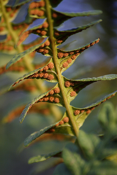 Polypodium vulgare