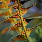 Polypodium vulgare