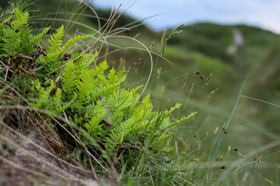 Polypodium vulgare Foto & Bild pflanzen, pilze & flechten, moose