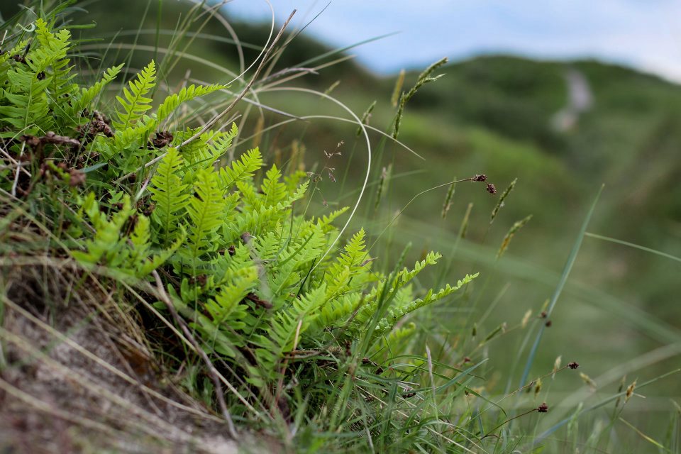 Polypodium vulgare