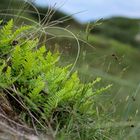 Polypodium vulgare