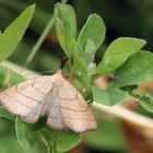 Polypogon tentacularia