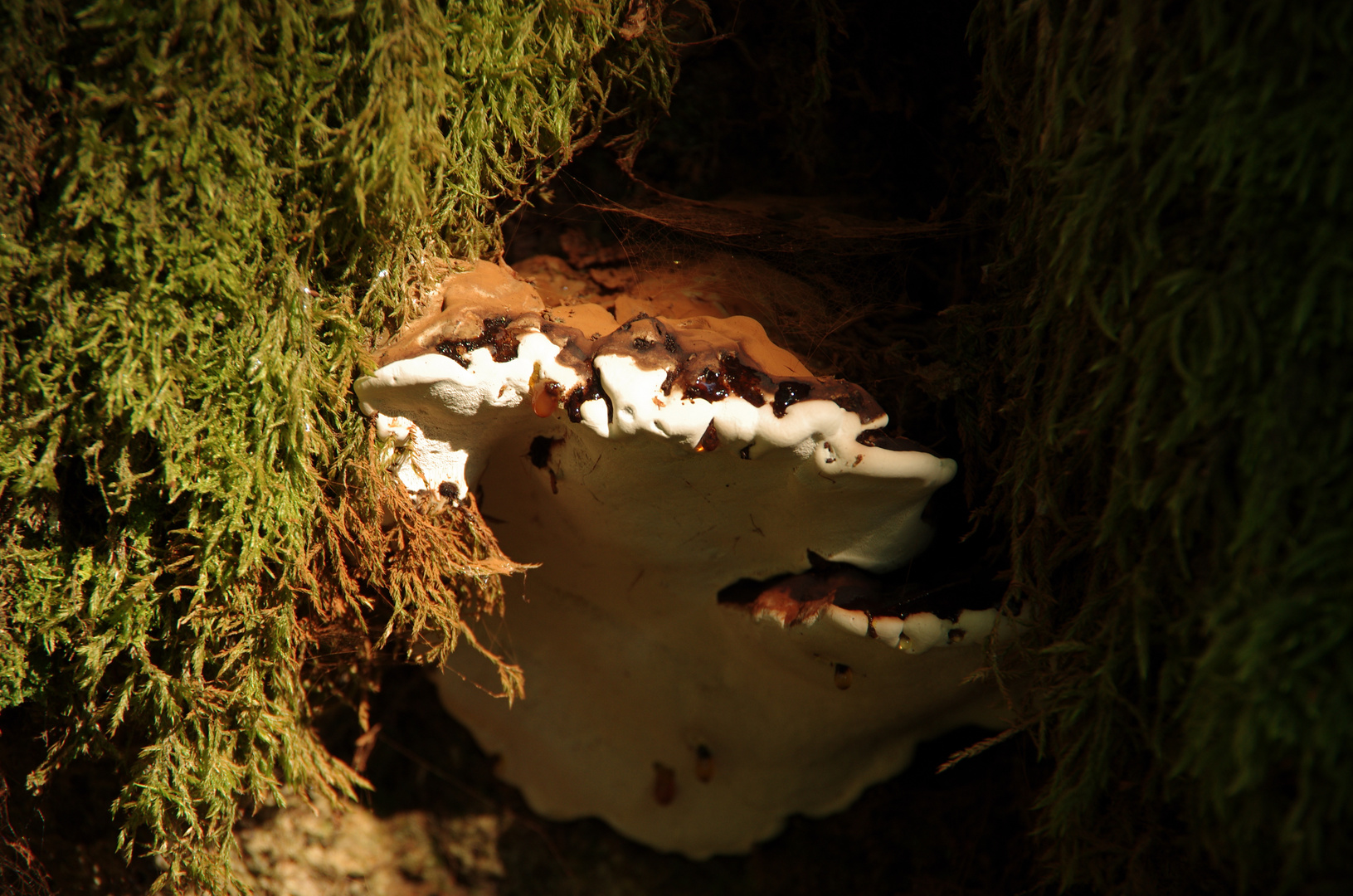 Polypore des profondeurs