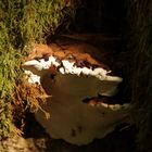 Polypore des profondeurs