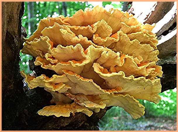 polypore souffré