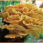 polypore souffré