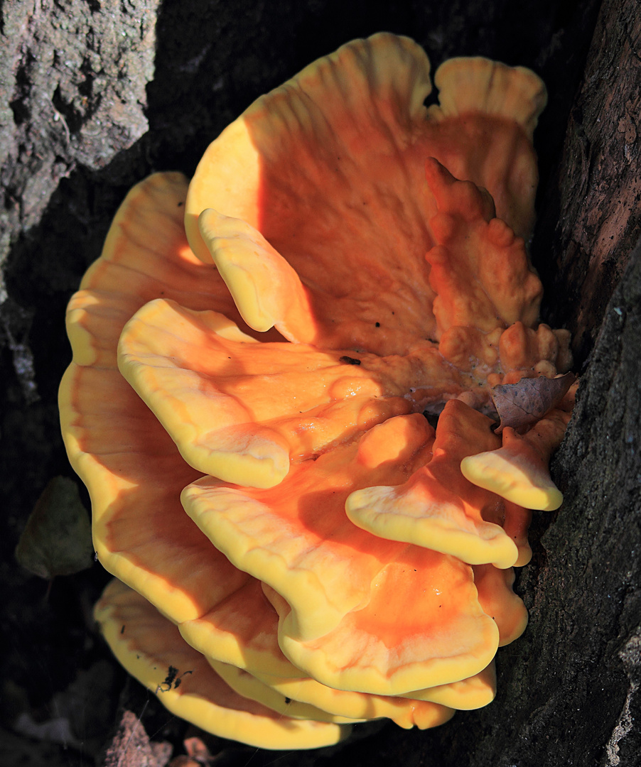 POLYPORE SOUFRÉ 