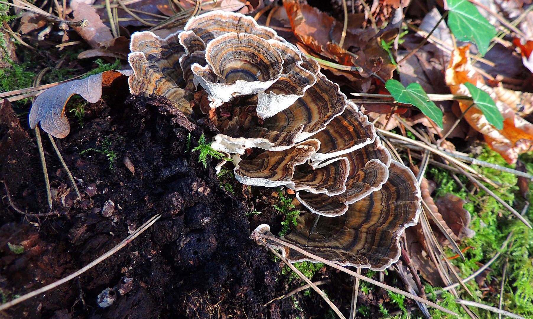  Polypores versicolores