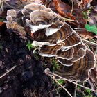  Polypores versicolores