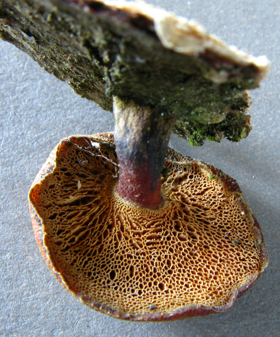 Polyporus arcularius = Weitlöcheriger Porling (25. Juni 2008)