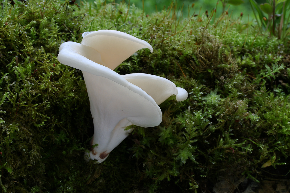 Polyporus badius