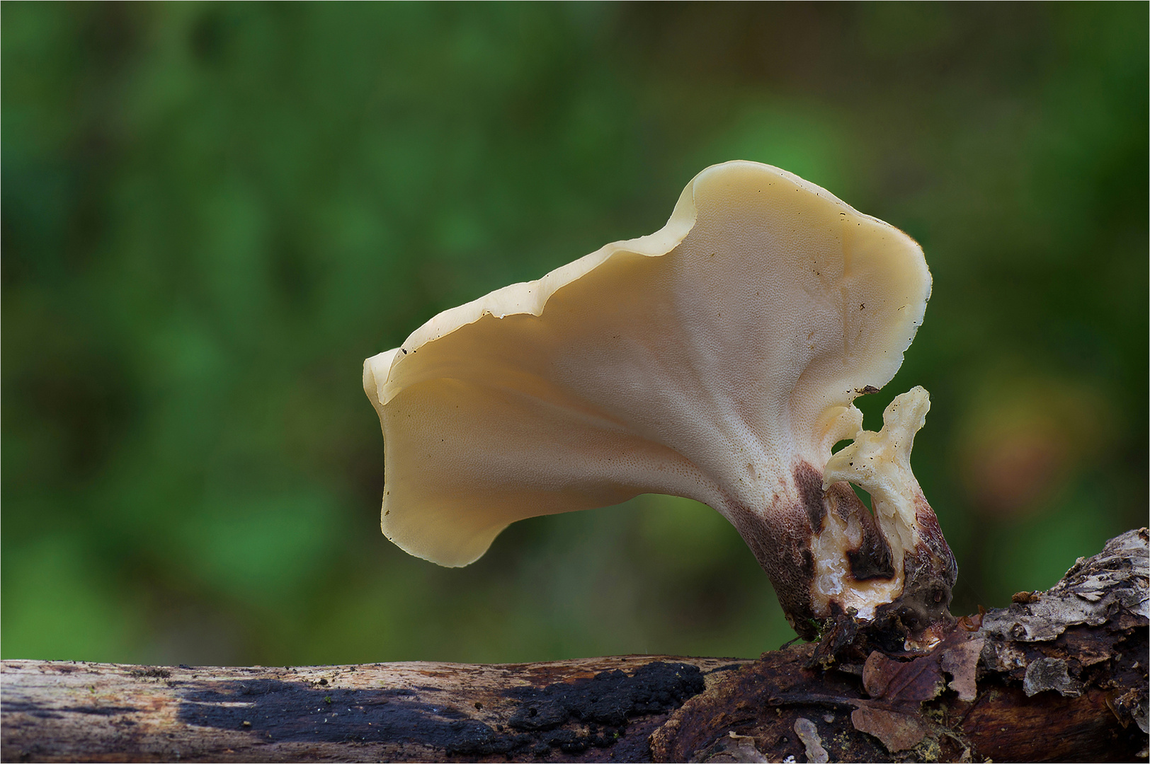 Polyporus-badius_Kastanienbrauner-Porling