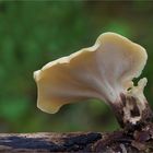 Polyporus-badius_Kastanienbrauner-Porling