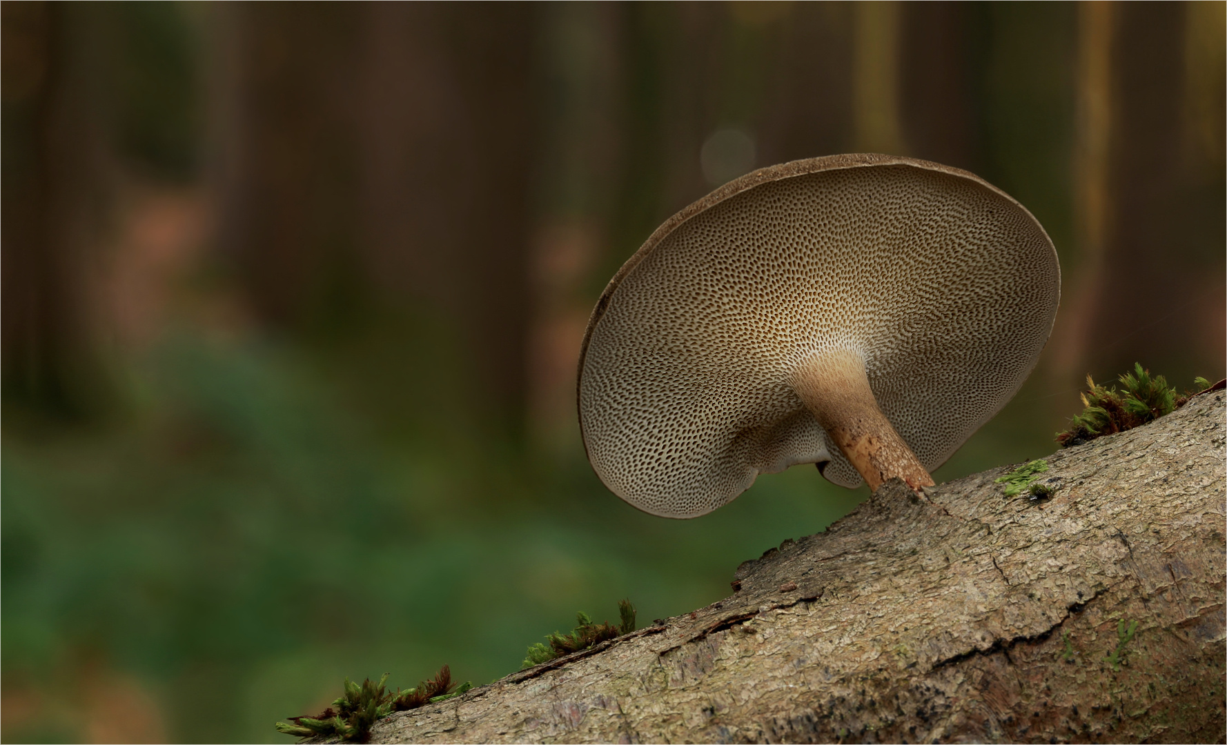 Polyporus brumalis