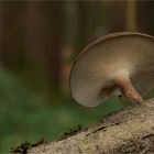 Polyporus brumalis