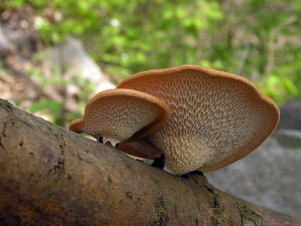 Polyporus mori