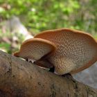 Polyporus mori