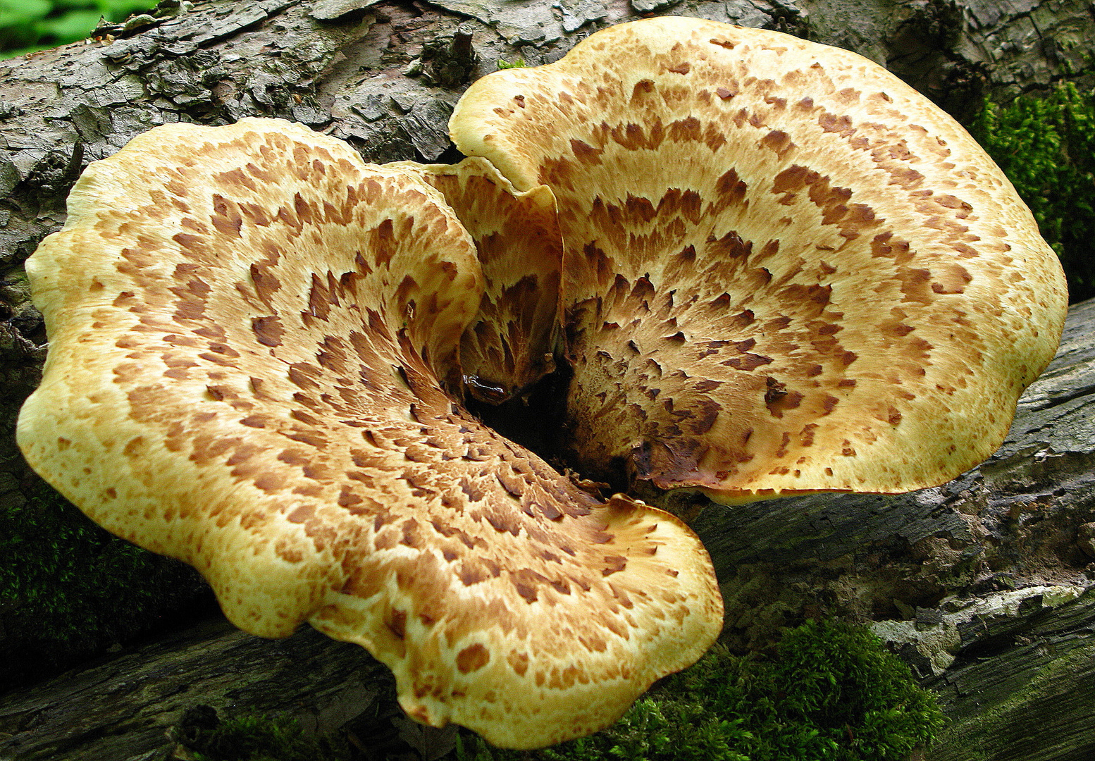 Polyporus squamosus Fries = Schuppiger Porling