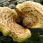 Polyporus squamosus Fries = Schuppiger Porling