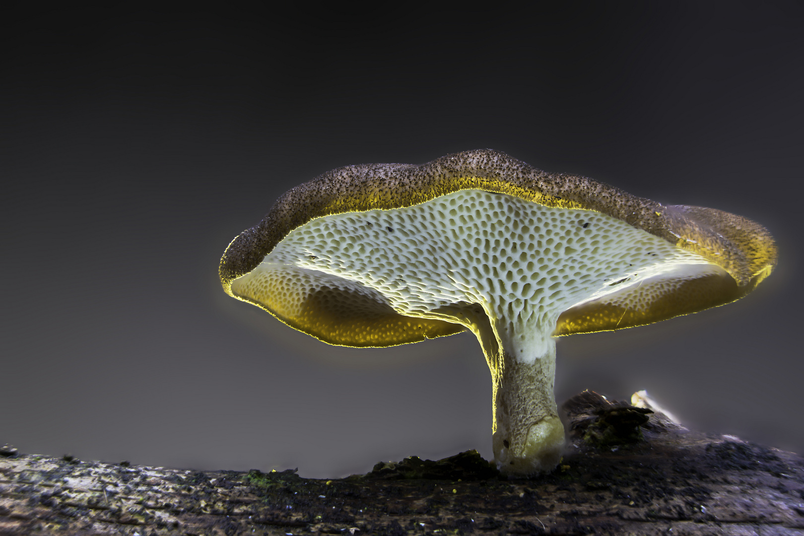 Polyporus tuberaster