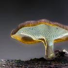 Polyporus tuberaster