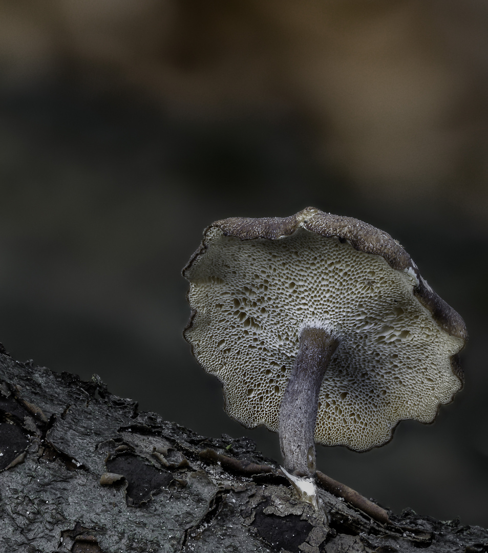 Polyporus tuberaster