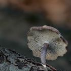 Polyporus tuberaster