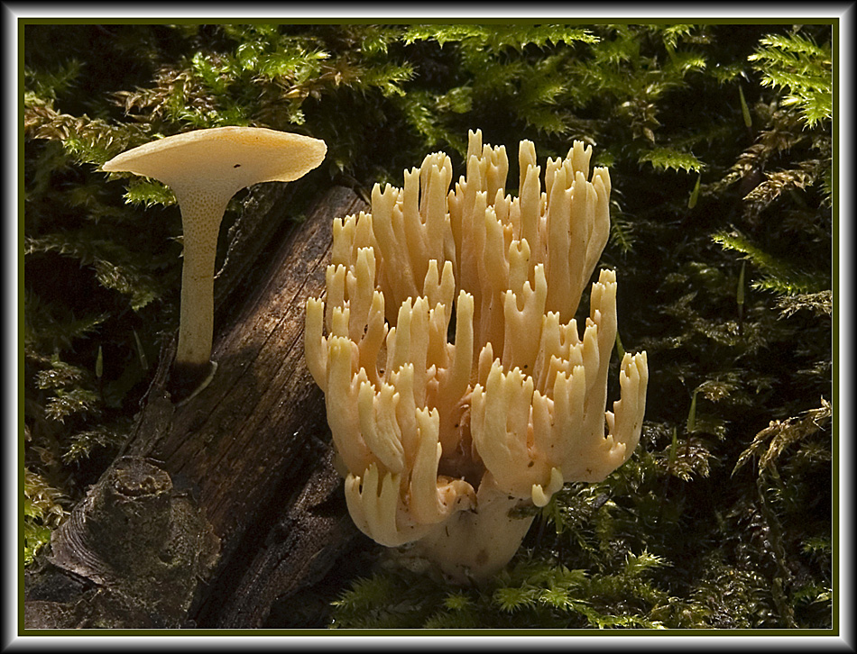 Polyporus varius und Ramaria stricta