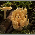 Polyporus varius und Ramaria stricta