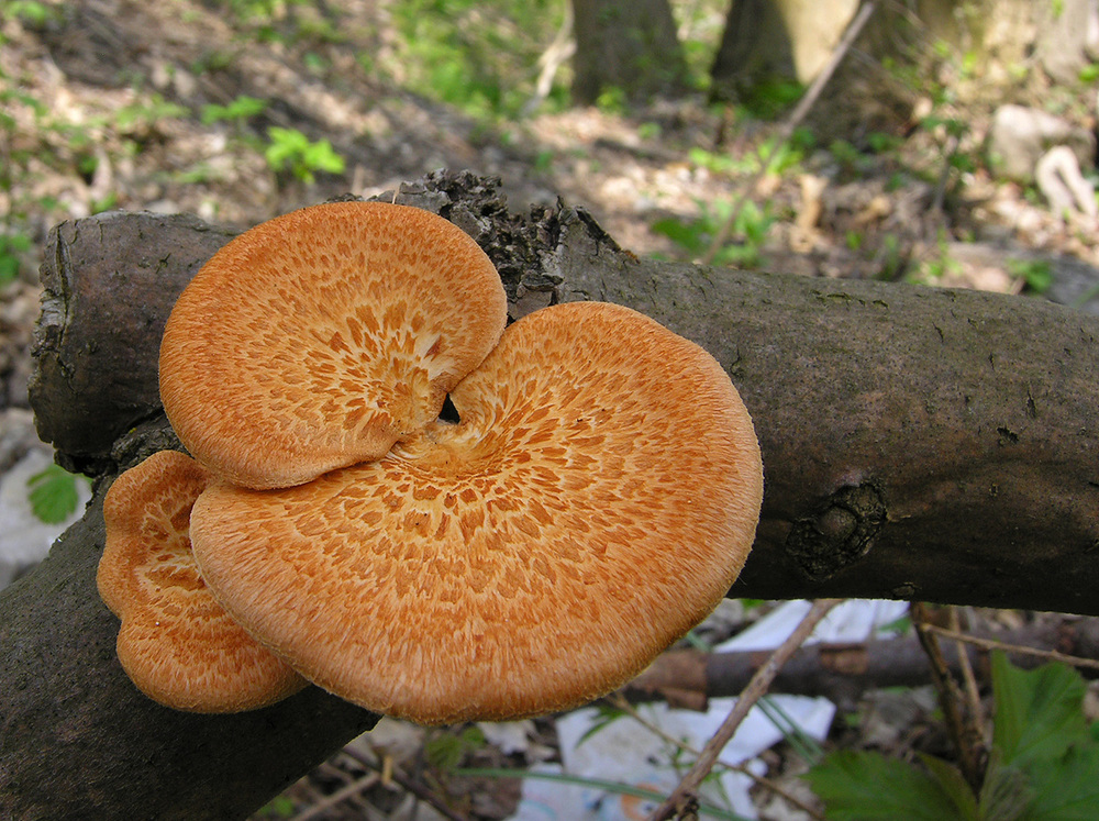 Polyporus_mori