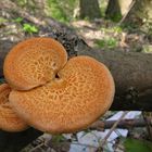 Polyporus_mori